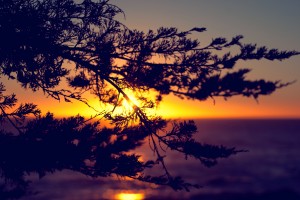 Sunset over Ocean behind branch