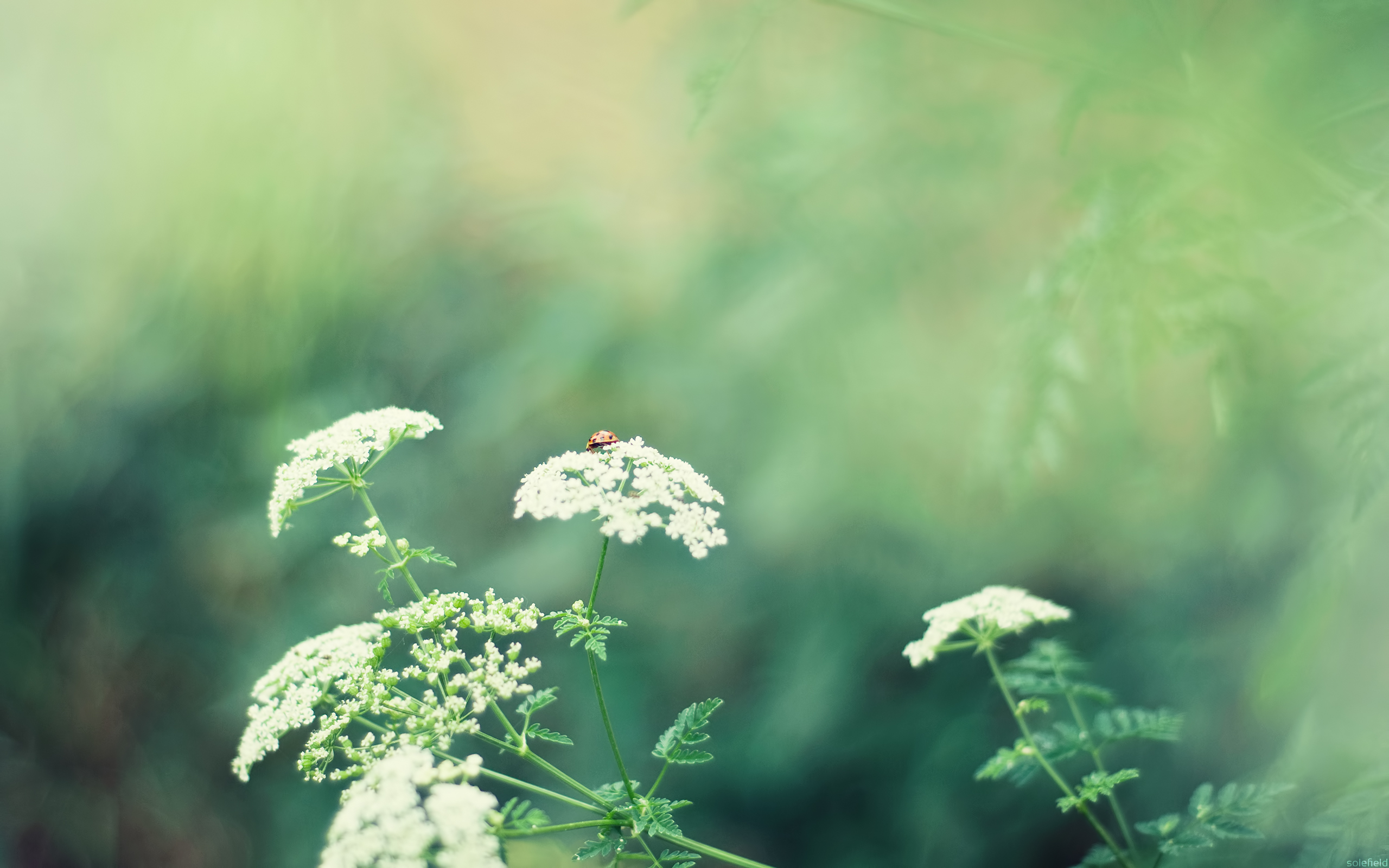 Ladybug on a White Flower