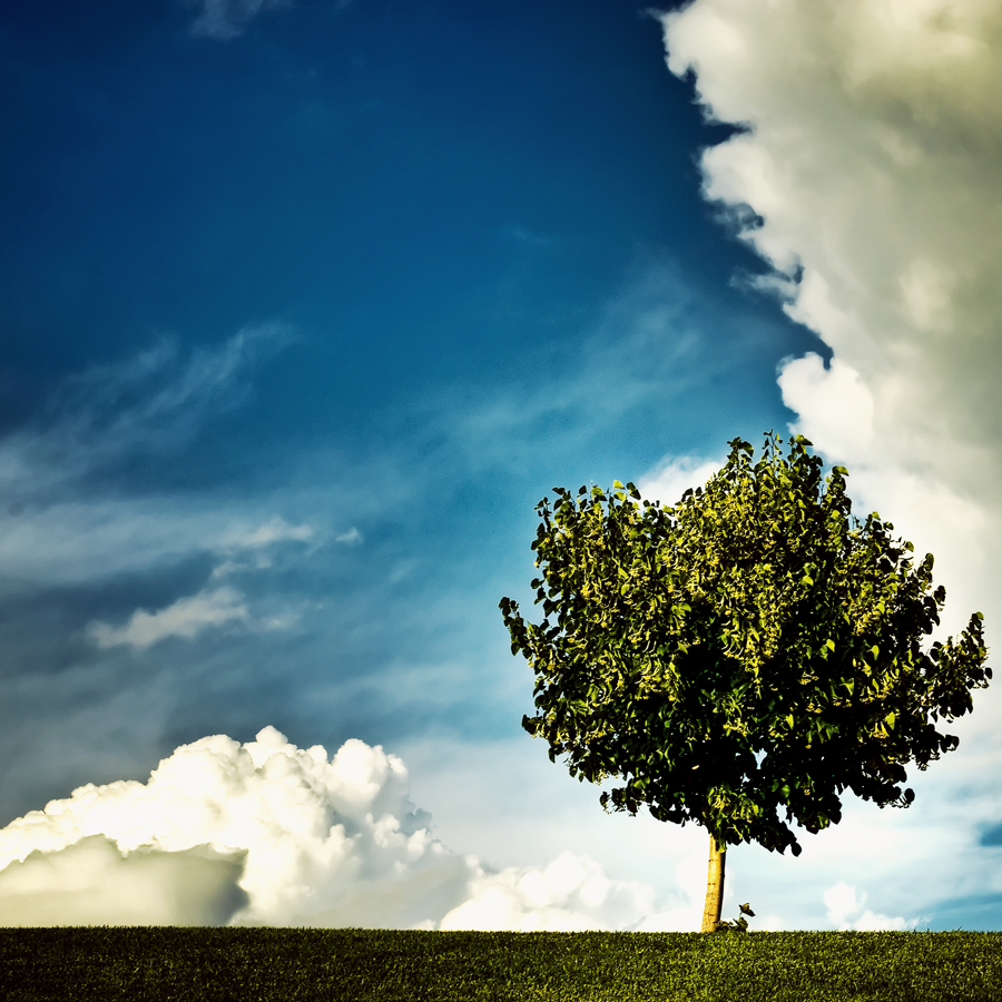Single tree with clouds in the sky