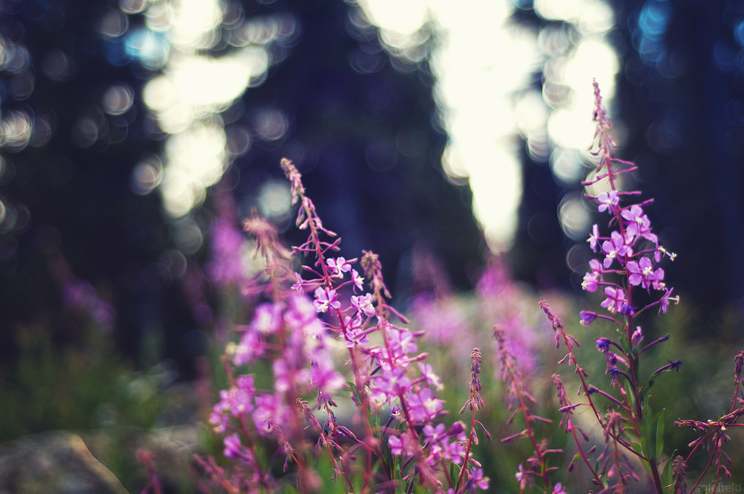 Purple flowers in forest