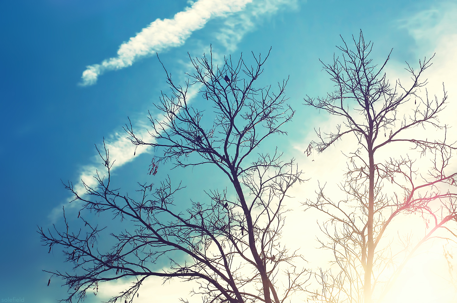 Silhouette of bare tree in front of blue sky