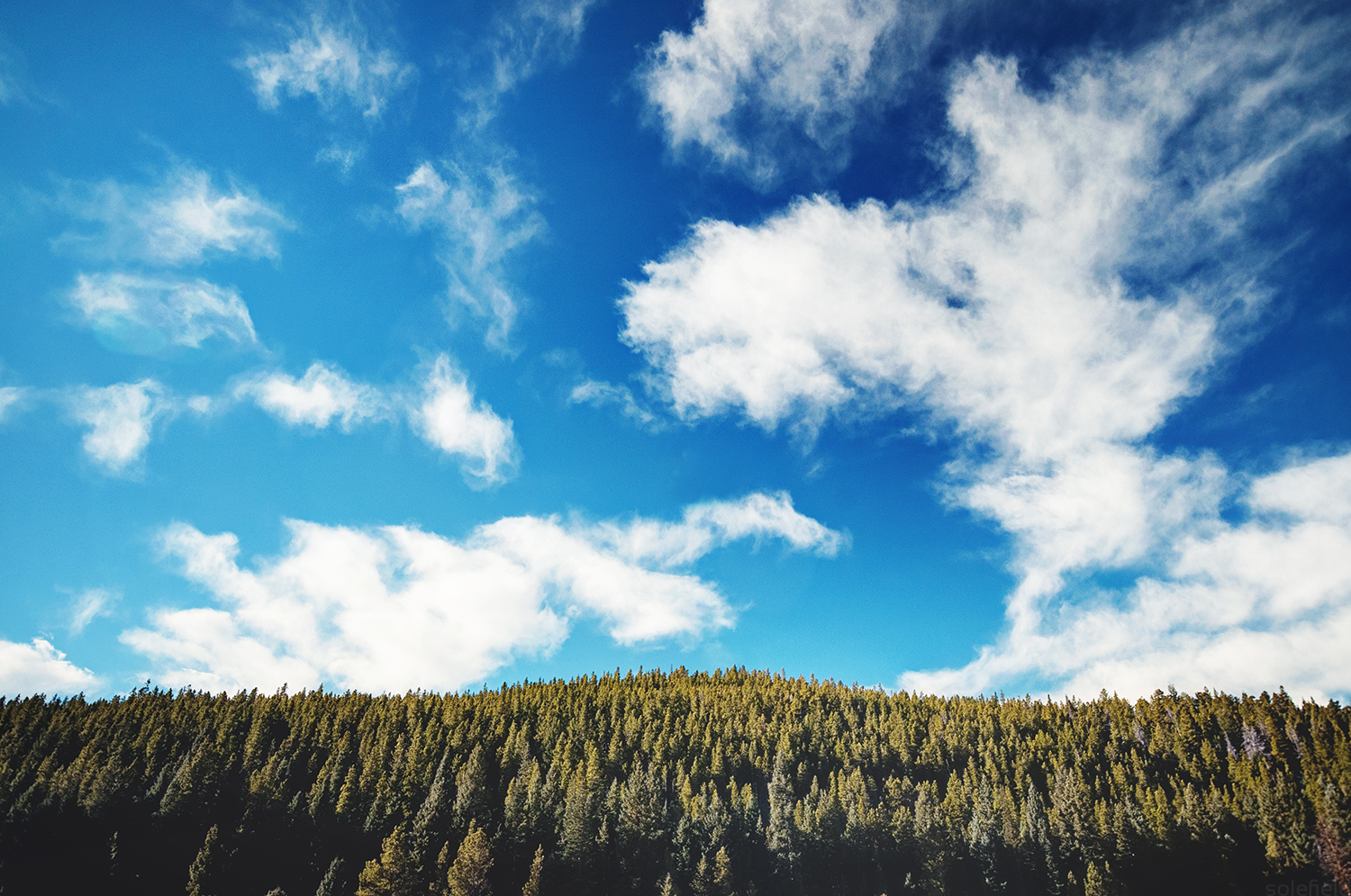 Blue Sky Over Pine Trees in Colorado