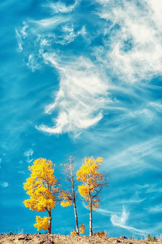 Yellow Trees in front of a blue sky in Autumn