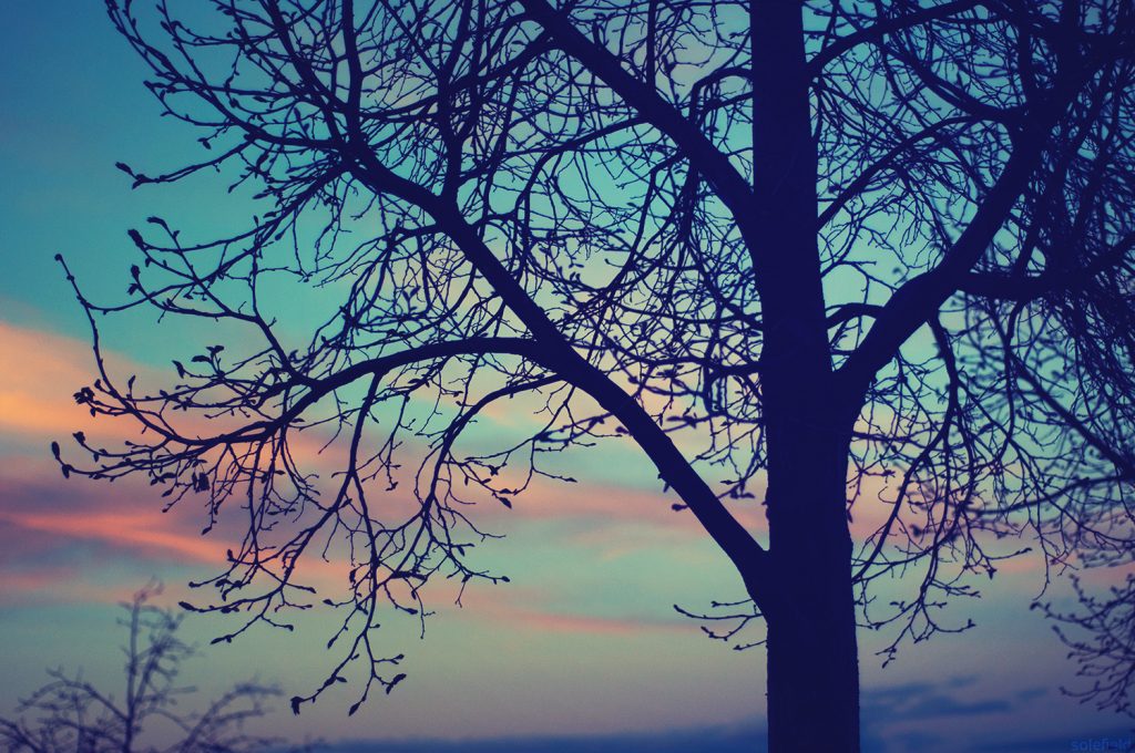 Blue and Pink Sky with Tree Silhouette