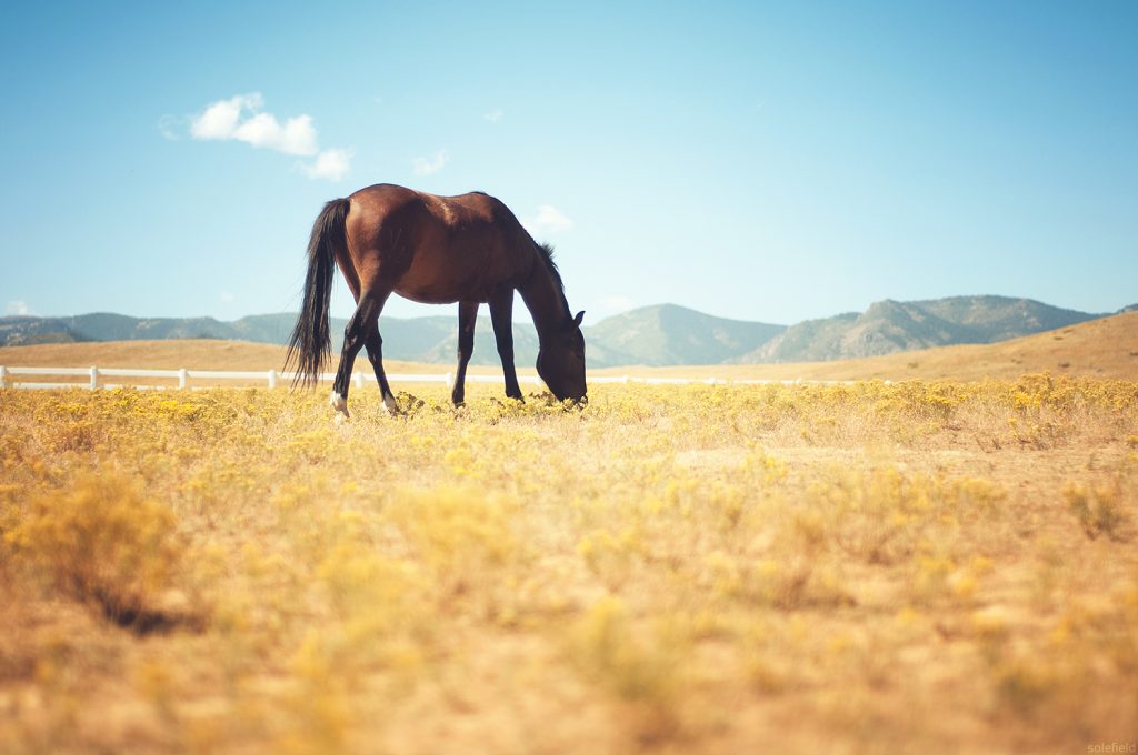 Bay Horse Grazing in Pasture