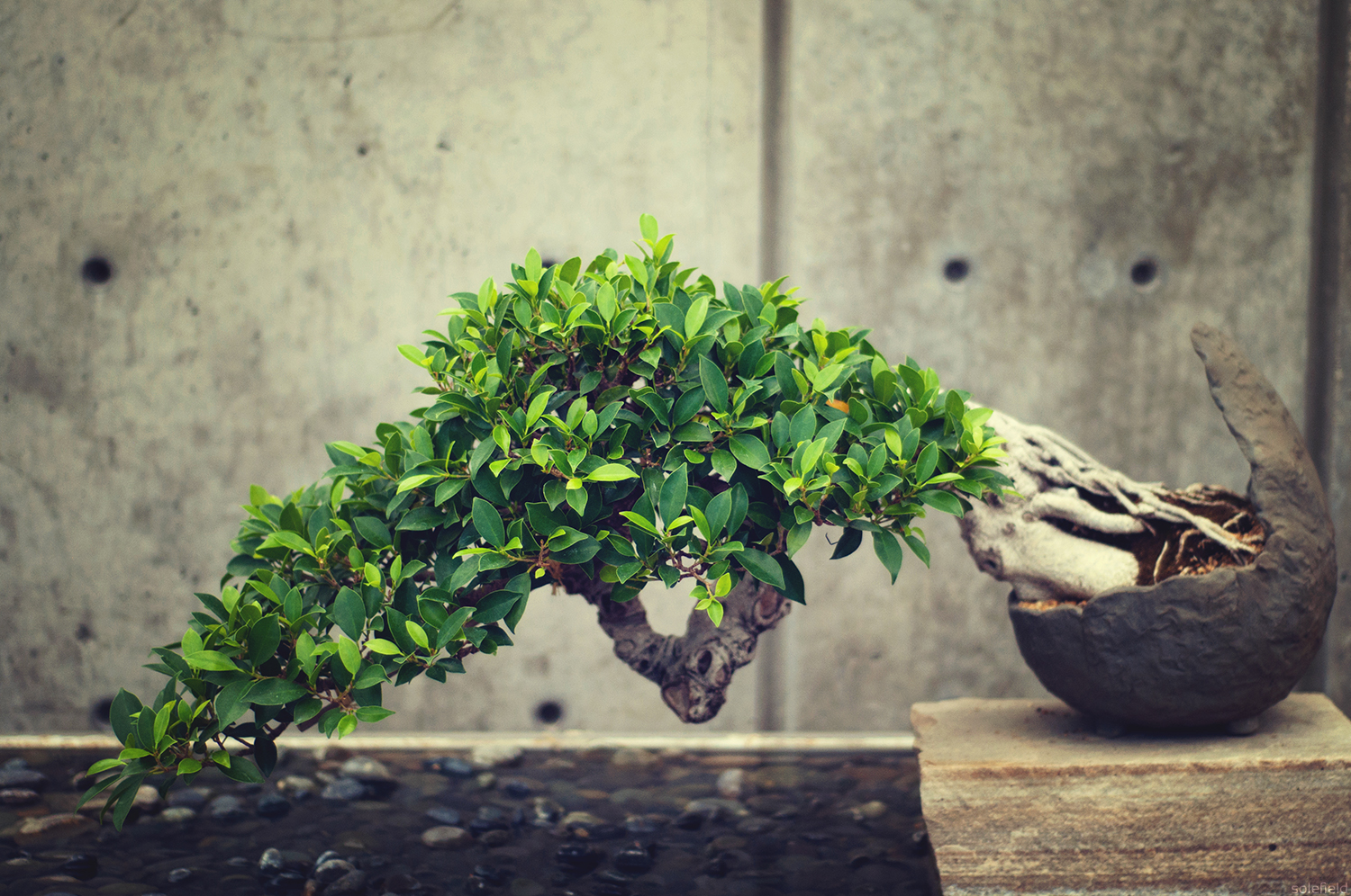Bonsai tree in front of grey wall