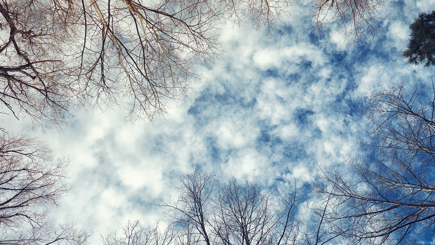 Looking up at clouds through winter trees