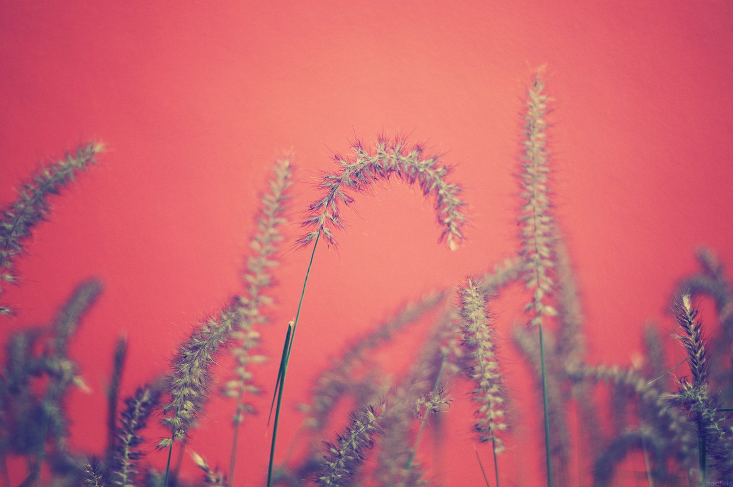 Plant infront of pink background