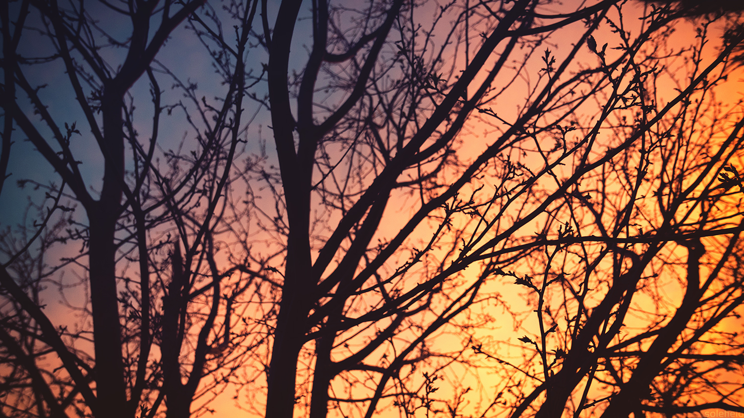 Winter Sunset behind tree silhouette