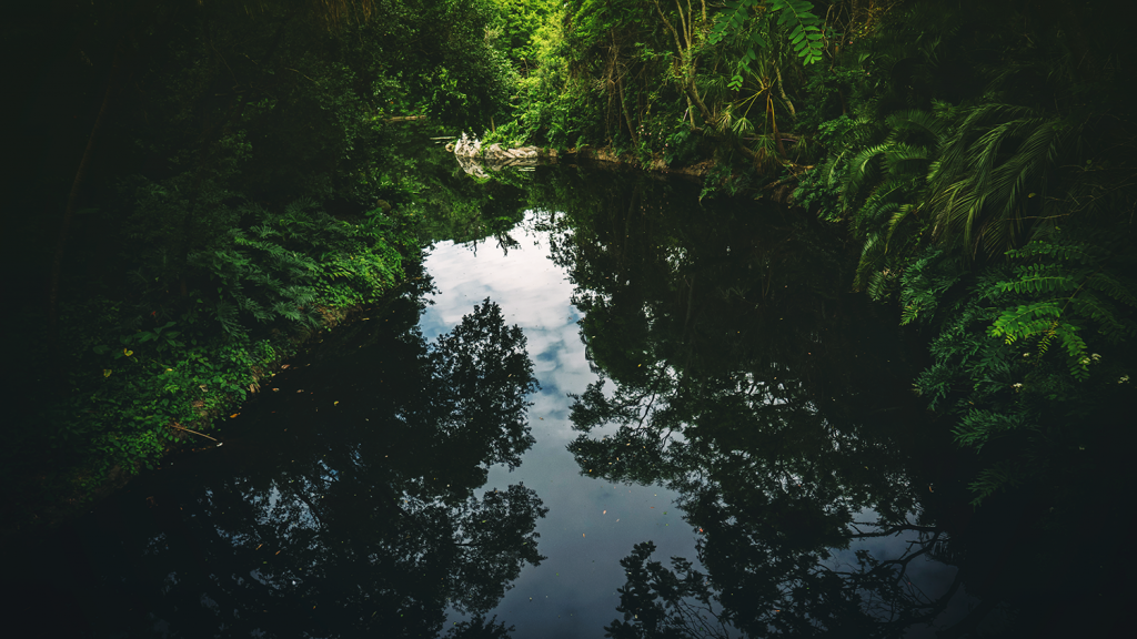 Jungle reflection in river