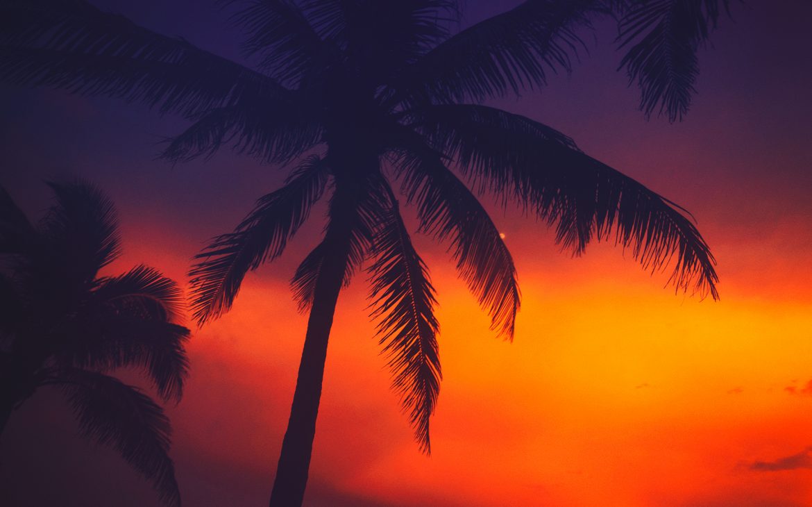 Palm tree with dramatic sunset in Miami