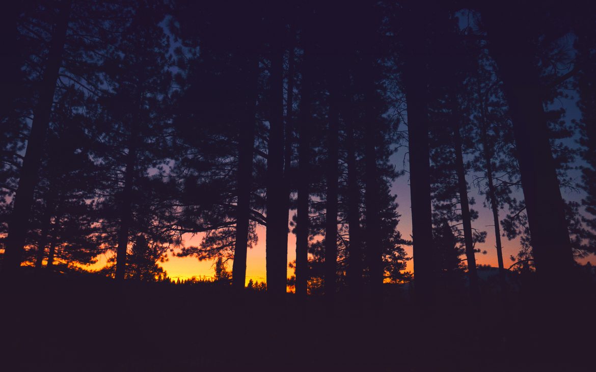 Sunset through dark trees in a California forest